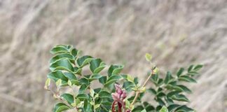 Abren postulaciones a iniciativas de manejo forestal para enfrentar el cambio climático