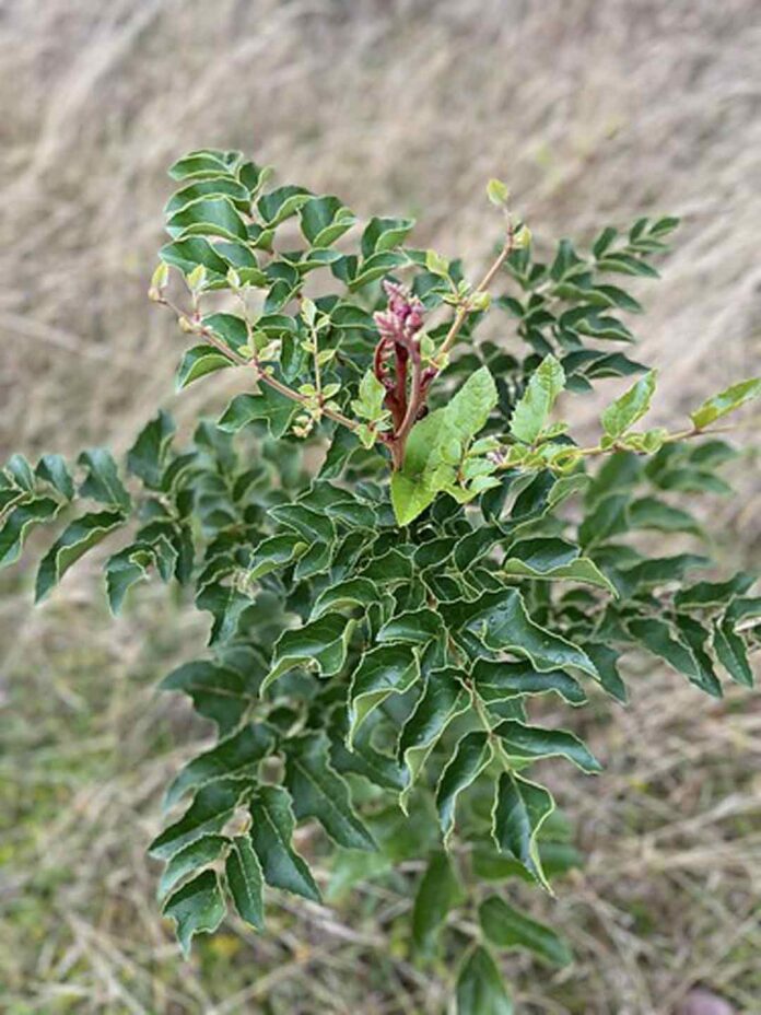 Abren postulaciones a iniciativas de manejo forestal para enfrentar el cambio climático