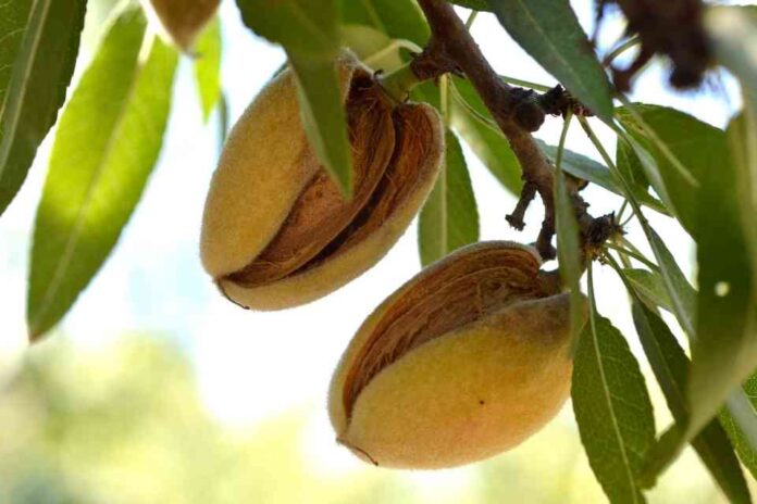 Almendras EE.UU. Último reporte del USDA Cosecha de almendras en California crecerá 10 % en 2025, según el USDA