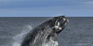 El Top 9 de cetáceos en Chile: cuáles son y dónde están