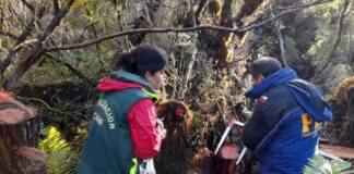 CONAF denuncia la corta ilegal de ciprés de las Guaitecas en Reserva Nacional Katalalixar