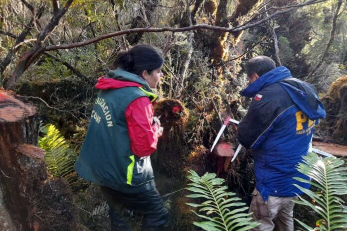 CONAF denuncia la corta ilegal de ciprés de las Guaitecas en Reserva Nacional Katalalixar CONAF denuncia la corta ilegal de ciprés de las Guaitecas en Reserva Nacional Katalalixar