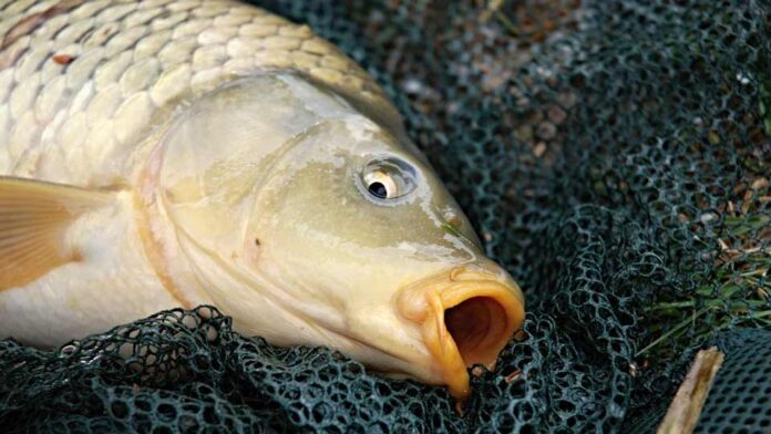 Carpas en lagunas urbanas: la amenaza silenciosa que daña el ecosistema