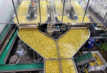 Cerezas y limones: los cultivos que más rinden por cada litro de agua en la región de Coquimbo