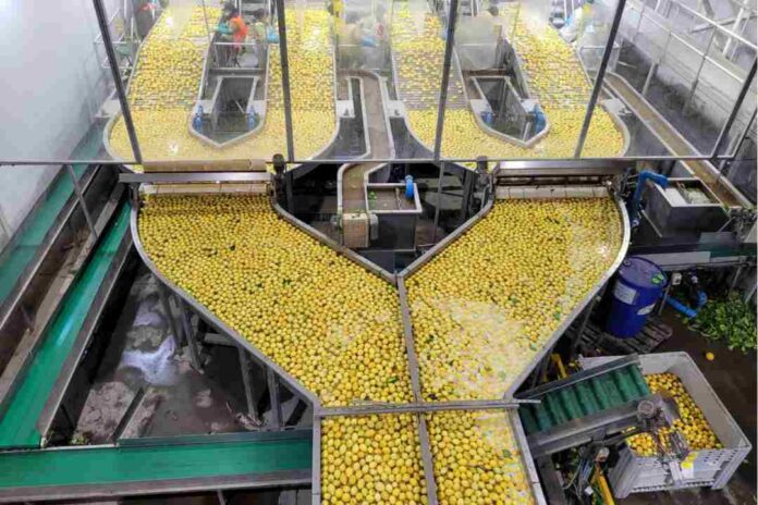 Cerezas y limones: los cultivos que más rinden por cada litro de agua en la región de Coquimbo