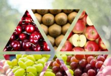 ProChile | Chile alcanza récord en exportaciones de alimentos gracias al impulso frutícola