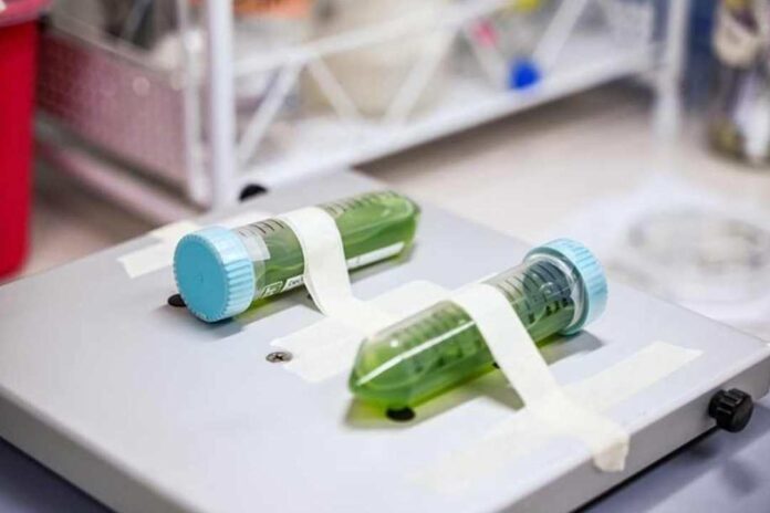 Chile da el primer paso hacia una política pública para el desarrollo de la biotecnología Chile da el primer paso hacia una política pública para el desarrollo de la biotecnología