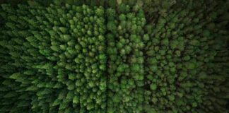 Chile se adelanta al mundo con cque cumple norma europea de Deforestación Cero