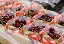 Científicos desarrollan innovador biopackaging que alarga la vida de la fruta y combate hongos