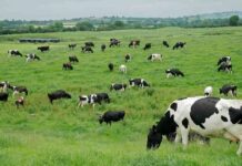 Ciren avanza en una solución tecnológica con IA para mejorar el estado de praderas de ganadería en la Región de Los Ríos