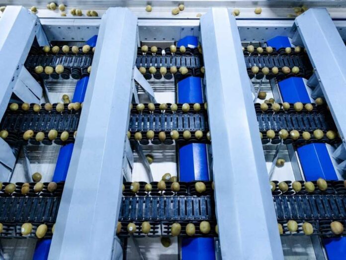 Comité del Kiwi: Plantaciones de kiwis en O'Higgins y Maule podrían duplicarse al 2030