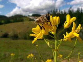 Concluyó innovador proyecto que promueve el bienestar de las abejas y la apicultura natural regenerativa en Ñuble Concluyó innovador proyecto que promueve el bienestar de las abejas y la apicultura natural regenerativa en Ñuble