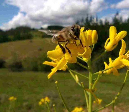 Concluyó innovador proyecto que promueve el bienestar de las abejas y la apicultura natural regenerativa en Ñuble Concluyó innovador proyecto que promueve el bienestar de las abejas y la apicultura natural regenerativa en Ñuble
