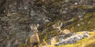 Confirman nueva subpoblación de huemules en el extremo austral de Sudamérica