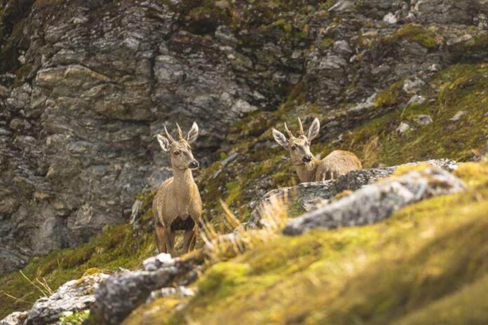 Confirman nueva subpoblación de huemules en el extremo austral de Sudamérica