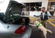 Día del Perro: conoce cómo trabajan los canes del SAG en nuestras fronteras