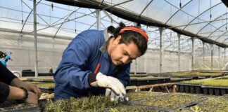 Escuela de Agronomía de la UTalca logró certificación por 7 años