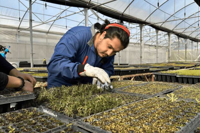 Escuela de Agronomía de la UTalca logró certificación por 7 años Escuela de Agronomía de la UTalca logró certificación por 7 años