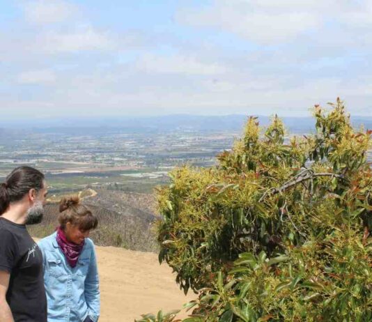 Estudio demostró que áreas naturales cercanas mejoran la producción de palta en Chile