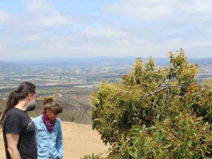 Estudio demostró que áreas naturales cercanas mejoran la producción de palta en Chile Estudio demostró que áreas naturales cercanas mejoran la producción de palta en Chile
