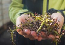 Éxito total Convocatoria ReWine cierra con 147 postulaciones para transformar los residuos del vino en innovación sostenible