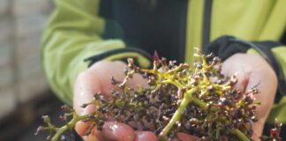 Éxito total Convocatoria ReWine cierra con 147 postulaciones para transformar los residuos del vino en innovación sostenible