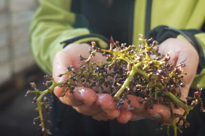 Éxito total Convocatoria ReWine cierra con 147 postulaciones para transformar los residuos del vino en innovación sostenible