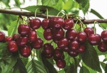 Harvista™ 1,3 SC, la innovadora solución precosecha de AgroFresh que se usará en cerezas en Argentina