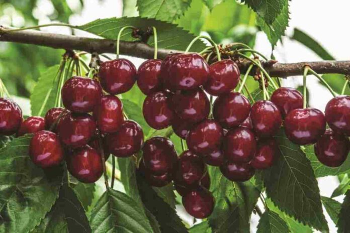 _Harvista™ 1,3 SC, la innovadora solución precosecha de AgroFresh que se usará en cerezas en Argentina Harvista™ 1,3 SC, la innovadora solución precosecha de AgroFresh que se usará en cerezas en Argentina