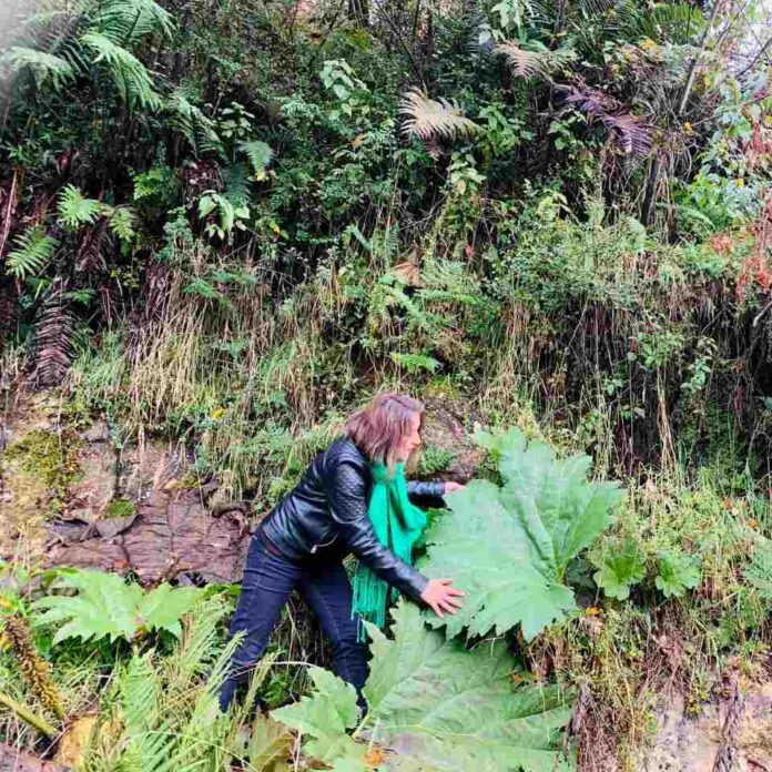 Hojas nativas de Aysén superan a frutas en niveles de antioxidantes y abren nueva frontera para alimentos funcionales (2) Hojas nativas de Aysén superan a frutas en niveles de antioxidantes y abren nueva frontera para alimentos funcionales