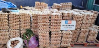 Huevos de contrabando desde Bolivia que inquieta al agro chileno