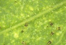 INIA La Platina publica ficha técnica sobre arañita bimaculada en pimiento: claves para un manejo sustentable INIA La Platina publica ficha técnica sobre arañita bimaculada en pimiento: claves para un manejo sustentable