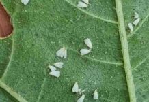 INIA La Platina publica nueva ficha técnica sobre mosquita blanca en pimiento: identificación y manejo sustentable