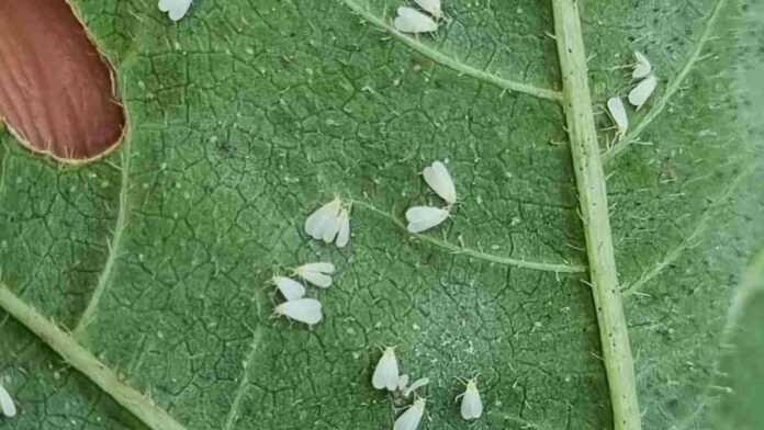 INIA La Platina publica nueva ficha técnica sobre mosquita blanca en pimiento: identificación y manejo sustentable