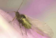 INIA La Platina publica nueva ficha técnica sobre pulgones en cultivo de pimiento INIA La Platina publica nueva ficha técnica sobre pulgones en cultivo de pimiento