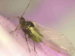 INIA La Platina publica nueva ficha técnica sobre pulgones en cultivo de pimiento