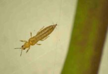 INIA La Platina publica nueva ficha técnica sobre trips de California en pimiento INIA La Platina publica nueva ficha técnica sobre trips de California en pimiento