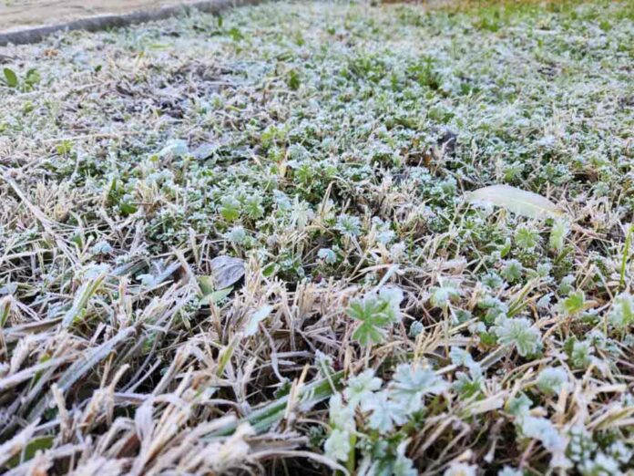 Impacto en el agro de histórica helada en Chillán
