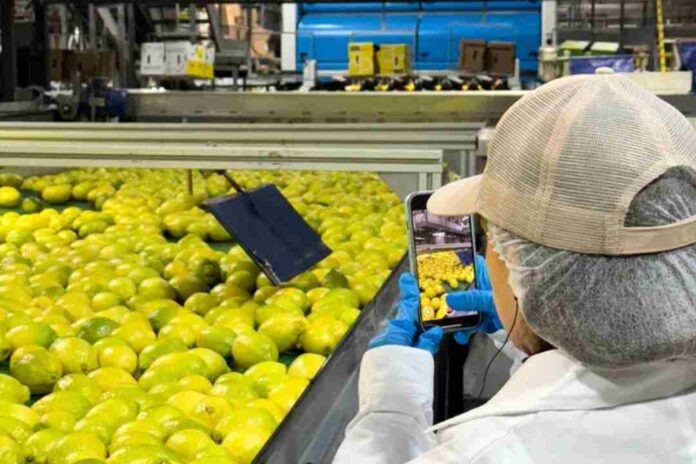 Indonesia podría abrir muy pronto sus puertas a los limones de Chile