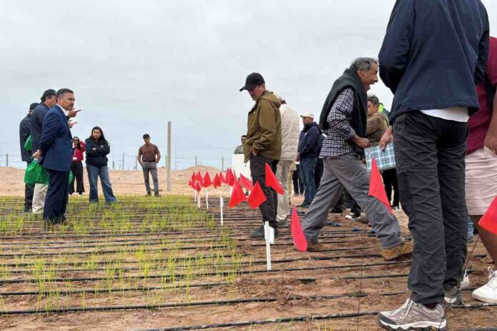 Inédito: científicos del INIA prueban sembrar arroz que resiste a la sequía en Arica y Parinacota 