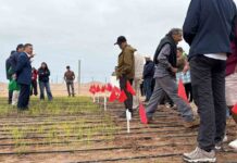 Inédito: científicos del INIA prueban sembrar arroz que resiste a la sequía en Arica y Parinacota Inédito: científicos del INIA prueban sembrar arroz que resiste a la sequía en Arica y Parinacota