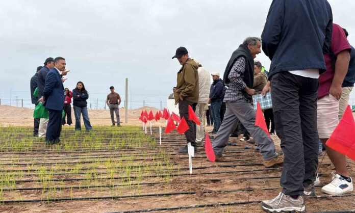 Inédito científicos del INIA prueban sembrar arroz que resiste a la sequía en Arica y Parinacota (1) Inédito: científicos del INIA prueban sembrar arroz que resiste a la sequía en Arica y Parinacota