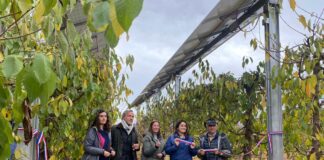 Instalan sistema agrivoltaico en huerto de cerezos del Maule para enfrentar la crisis hídrica y climática