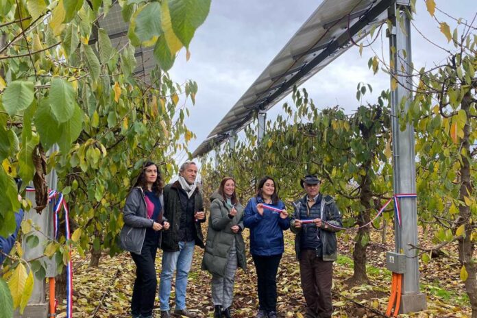 Instalan sistema agrivoltaico en huerto de cerezos del Maule para enfrentar la crisis hídrica y climática