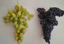 Investigación identifica genes de compacidad de racimos que podrían facilitar el desarrollo de nuevas variedades de uva de mesa