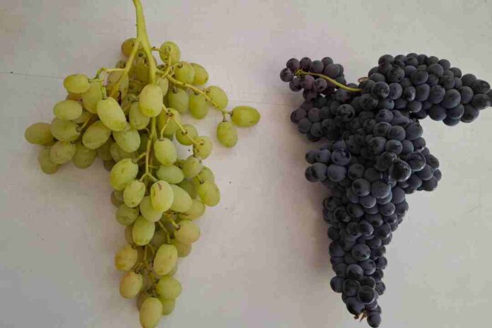 Investigación identifica genes de compacidad de racimos que podrían facilitar el desarrollo de nuevas variedades de uva de mesa