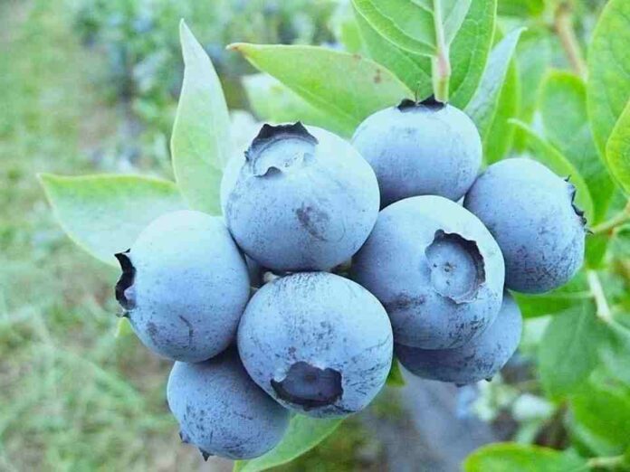 Investigador de INIA destacó importancia de composición nutricional de arándanos para obtener fruta de calidad 