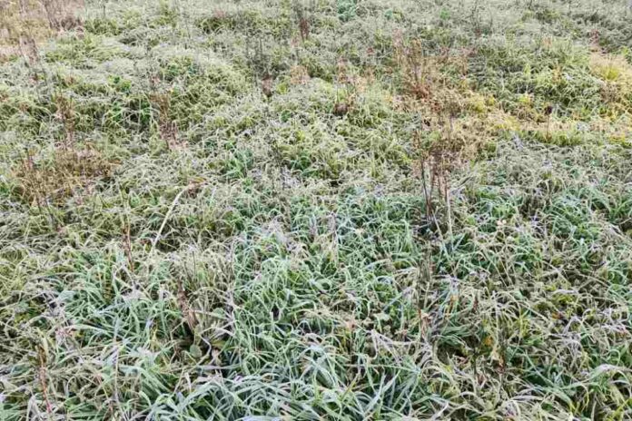 Investigadora INIA analiza impacto de heladas en praderas y ganado durante el invierno