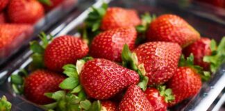 La cosecha de frutillas de Alemania espera la peor cosecha en 30 años