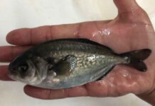 Laboratorio de Cultivo de Peces UCN realiza producción de Cojinoba del Norte en Sistema de Recirculación en Tierra Laboratorio de Cultivo de Peces UCN realiza producción de Cojinoba del Norte en Sistema de Recirculación en Tierra